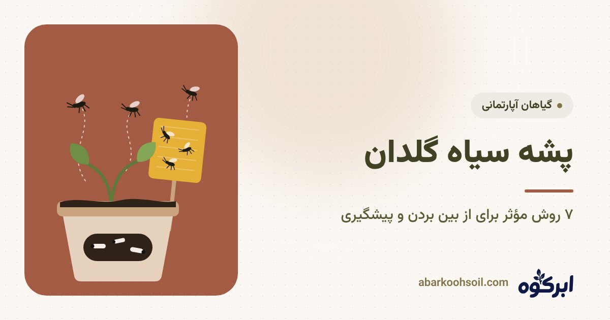 پشه سیاه گلدان روی کارت چسب زرد و لارو آن در خاک گلدان